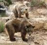 Bear holding stick