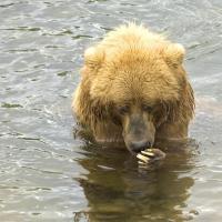 bears