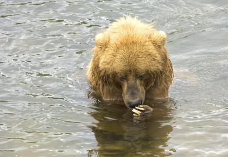 PlaceBear :3