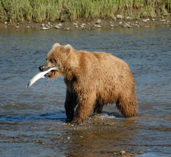 PlaceBear :3