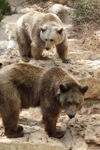 A photo of two bears.