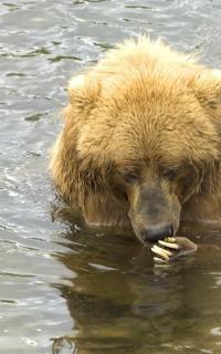 200x320 bear