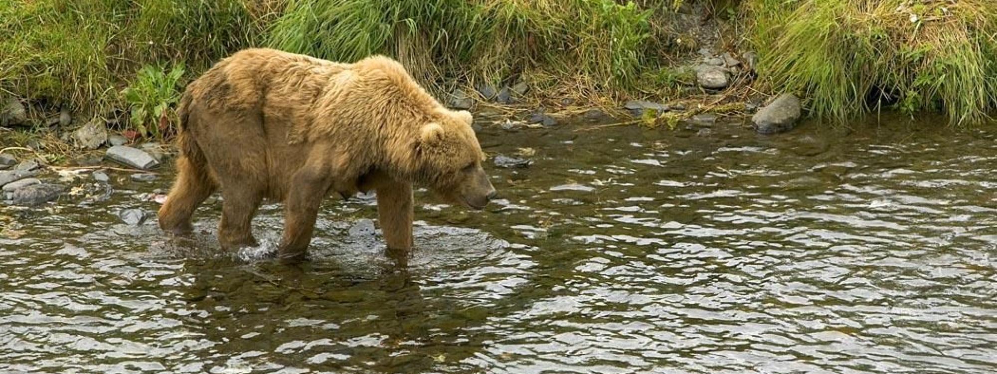 a bear