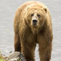 bear 2