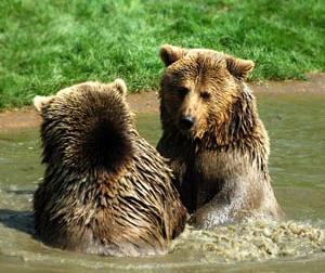 A bear in its natural habitat.