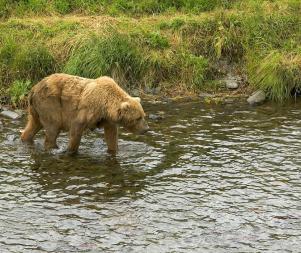 A bear in its natural habitat.