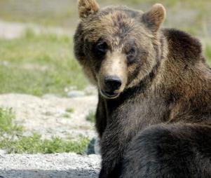 A bear in its natural habitat.