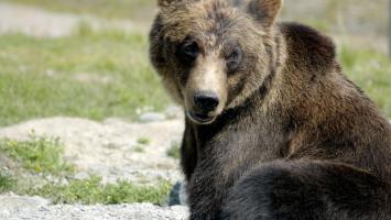 Bear