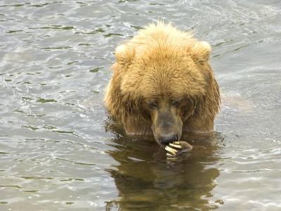 Brown bear fishing for salmon in a river.