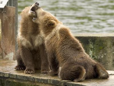 귀여운 곰돌이 4