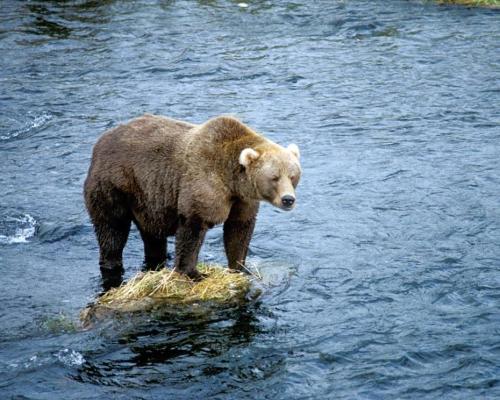 Brown bear frolicing on rocks in the river.