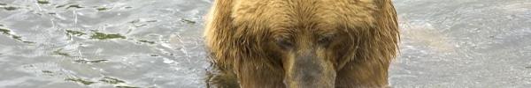 dummy foto of bear