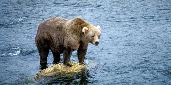Cute bear