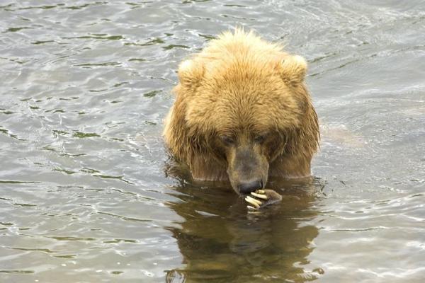 A lovely second placebear