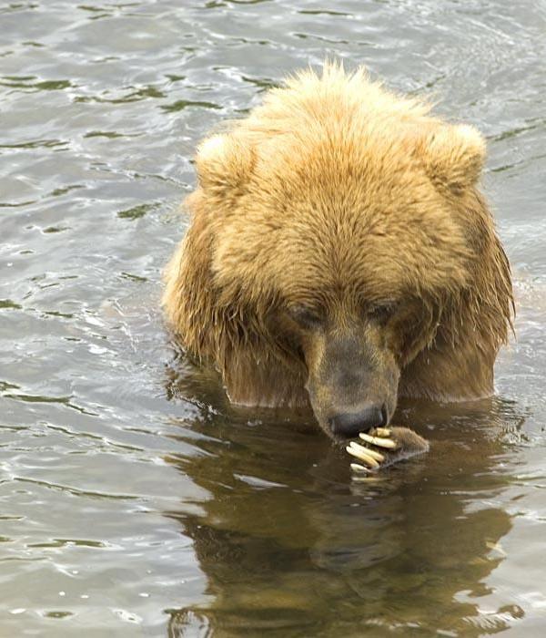 A (doub) bear