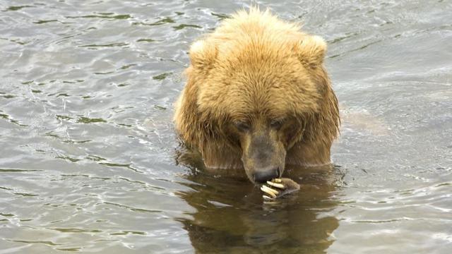 Bear Fishing