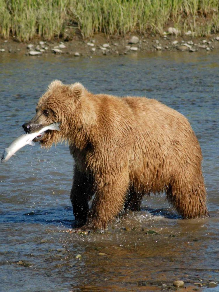 a bear