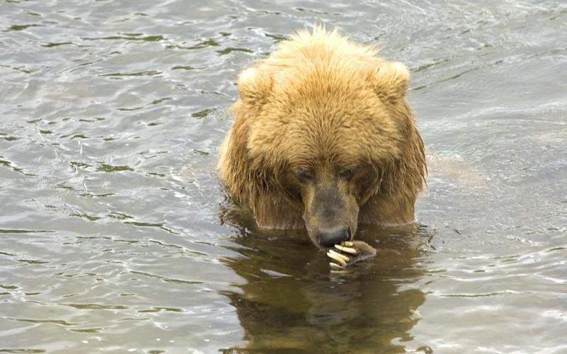 A majestic bear in the wild