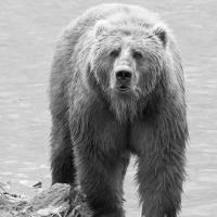 very precious bear
